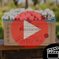 Svampodlingskit 5 kg mycel Hemma svampodling + Gratis