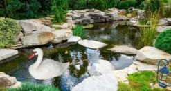 SVAN SIMMADE SOM EN LIVSFIGUR I TRÄDGÅRDEN