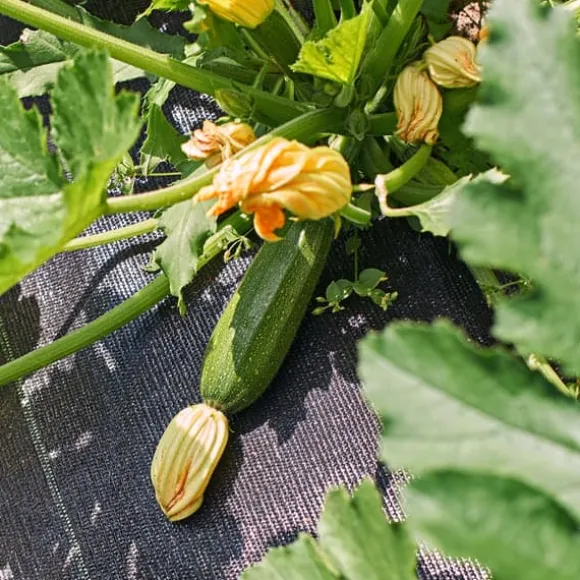 Svart agrotextil för ogräs, mulching, 3,2x100m, 70g pinnar