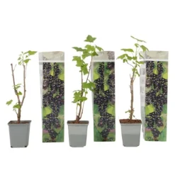 Svarta vinbär - Set om 3 - Ribes Nigrum - Höjd 25-40cm - ⌀9cm