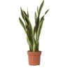 Svärmorstunga - Sansevieria trifasciata Laurentii - Höjd 65-75cm - ⌀21cm