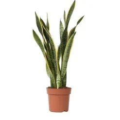 Svärmorstunga - Sansevieria trifasciata Laurentii - Höjd 65-75cm - ⌀21cm