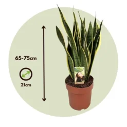 Svärmorstunga - Sansevieria trifasciata Laurentii - Höjd 65-75cm - ⌀21cm