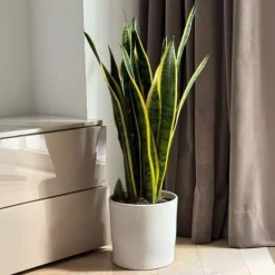 Svärmorstunga - Sansevieria trifasciata Laurentii - Höjd 65-75cm - ⌀21cm