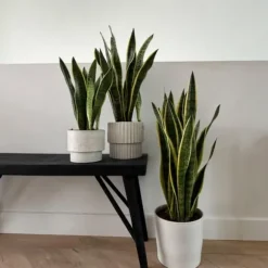 Svärmorstunga - Sansevieria trifasciata Laurentii - Höjd 65-75cm - ⌀21cm