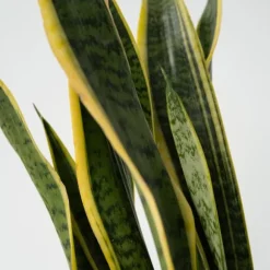 Svärmorstunga - Sansevieria trifasciata Laurentii - Höjd 65-75cm - ⌀21cm