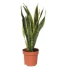 Svärmorstunga - Sansevieria trifasciata Laurentii - Höjd 40-50cm - ⌀14cm