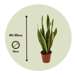 Svärmorstunga - Sansevieria trifasciata Laurentii - Höjd 40-50cm - ⌀14cm