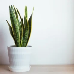 Svärmorstunga - Sansevieria trifasciata Laurentii - Höjd 40-50cm - ⌀14cm