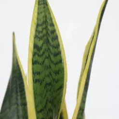 Svärmorstunga - Sansevieria trifasciata Laurentii - Höjd 40-50cm - ⌀14cm