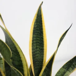 Svärmorstunga - Sansevieria trifasciata Laurentii - Höjd 40-50cm - ⌀14cm
