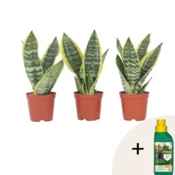 Svärmorstunga - Set om 3 - Sansevieria trifasciata - Höjd 35-40cm - ⌀12cm