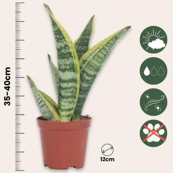 Svärmorstunga - Set om 3 - Sansevieria trifasciata - Höjd 35-40cm - ⌀12cm