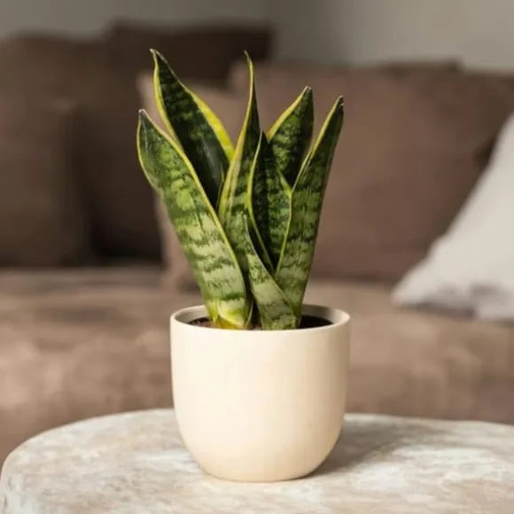 Svärmorstunga - Set om 3 - Sansevieria trifasciata - Höjd 35-40cm - ⌀12cm