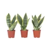 Svärmorstunga - Set om 3 - Sansevieria trifasciata - Höjd 35-40cm - ⌀12cm