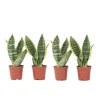 Svärmorstunga - Set om 4 - Sansevieria trifasciata - Höjd 35-40cm - ⌀12cm