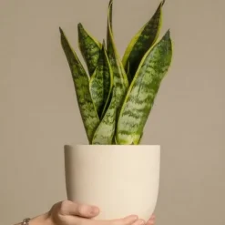 Svärmorstunga - Set om 4 - Sansevieria trifasciata - Höjd 35-40cm - ⌀12cm