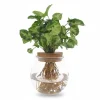Syngonium Pixie Krukväxt Ø12 cm H30 cm – Lättskött Grönska för Hemmet