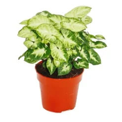 Syngonium Pixie, set om 3, lila påse