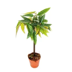 Tamaya Begonia - Begonia albopicta - Bägonieträd - kruka 9 cm