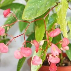 Tamaya Begonia - Begonia albopicta - Bägonieträd - kruka 9 cm