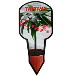 Tamaya Begonia - Begonia albopicta - Bägonieträd - kruka 9 cm