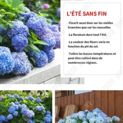 TD Hortensior 3st15-20cm Lövfällande buske Perenn växt Hortensia Trädgård Hemmakontor Trädgårdsdekoration Växter Bra