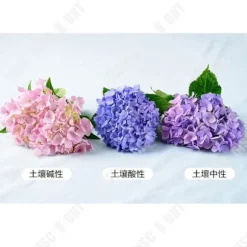 TD Hortensior 3st15-20cm Lövfällande buske Perenn växt Hortensia Trädgård Hemmakontor Trädgårdsdekoration Växter Bra