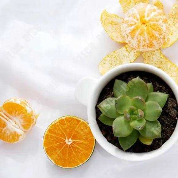 TD® 50-pack inomhus och utomhus krukjord Svamp Plantskola krukjord Organisk kolblock Universal lera