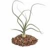 Tillandsia baileyi - förlorad växt
