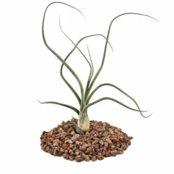 Tillandsia baileyi - förlorad växt