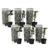 Toskansk jasmin - Set om 6 - Trachelospermum jasminoides - Höjd 25-40cm - ⌀9cm