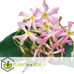 Toskansk jasmin - Set om 6 - Trachelospermum jasminoides - Höjd 25-40cm - ⌀9cm