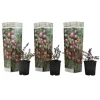 Tranbär - Set om 3 - Vaccinium macrocarpon 'Cranberry' - Höjd 10-20cm - ⌀9cm