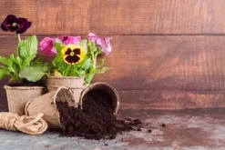 Trädgårdsjord för krukväxter PSB 10L