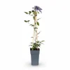 Trippelpaket Clematis Multi Blue 65 cm Ø15 cm Krukor