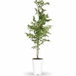 Trompetblomma (Campsis) Orange Ø15cm Höjd ca 65cm