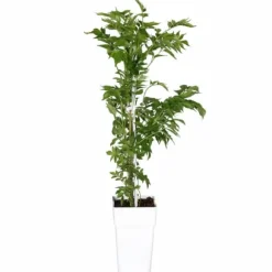 Trompetblomma 'Pink Panther' - Mörkrosa Skönhet för Trädgården