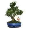 Troène kinesisk bonsai - Ligustrum sinensis - ca. 10 år