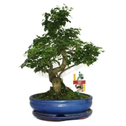 Troène kinesisk bonsai - Ligustrum sinensis - ca. 10 år