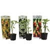 Trumpetblommor - Set om 3 - Brugmansia - Höjd 25-40cm - ⌀9cm