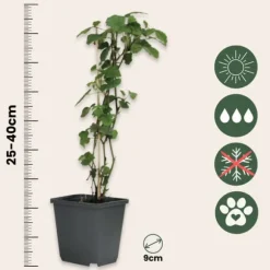 Trumpetblommor - Set om 3 - Brugmansia - Höjd 25-40cm - ⌀9cm