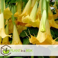 Trumpetblommor - Set om 3 - Brugmansia - Höjd 25-40cm - ⌀9cm