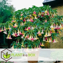 Trumpetblommor - Set om 3 - Brugmansia - Höjd 25-40cm - ⌀9cm