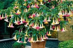 Trumpetblommor - Set om 3 - Brugmansia - Höjd 25-40cm - ⌀9cm
