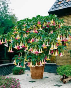 Trumpetblommor - Set om 3 - Brugmansia - Höjd 25-40cm - ⌀9cm