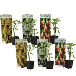 Trumpetblommor - Set om 6 - Brugmansia - Höjd 25-40cm - ⌀9cm