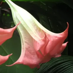 Trumpetblommor - Set om 6 - Brugmansia - Höjd 25-40cm - ⌀9cm