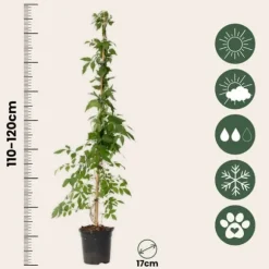 Trumpetvinda - Campis radicans 'Flava' - Höjd 110-120cm - ⌀17cm