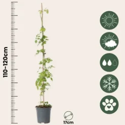 Trumpetvinda - Campsis radicans - Höjd 110-120cm - ⌀17cm